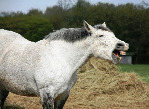 Animal Friday: Horses